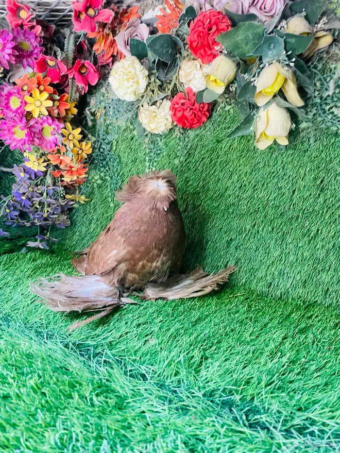 للبيع طبه بخاره احمر 10