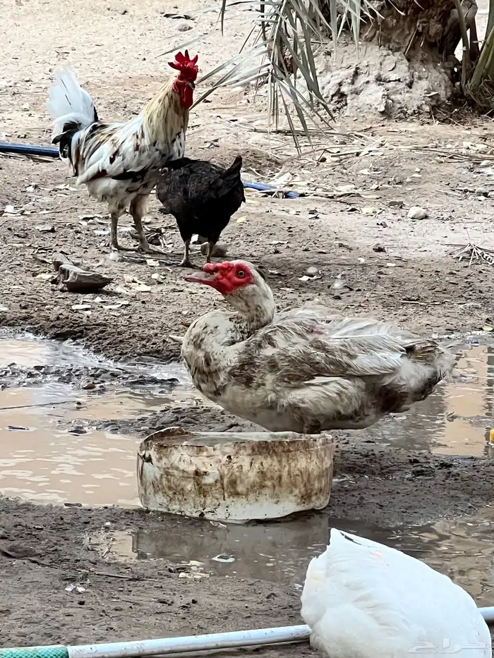 بط مصري للبيع 7