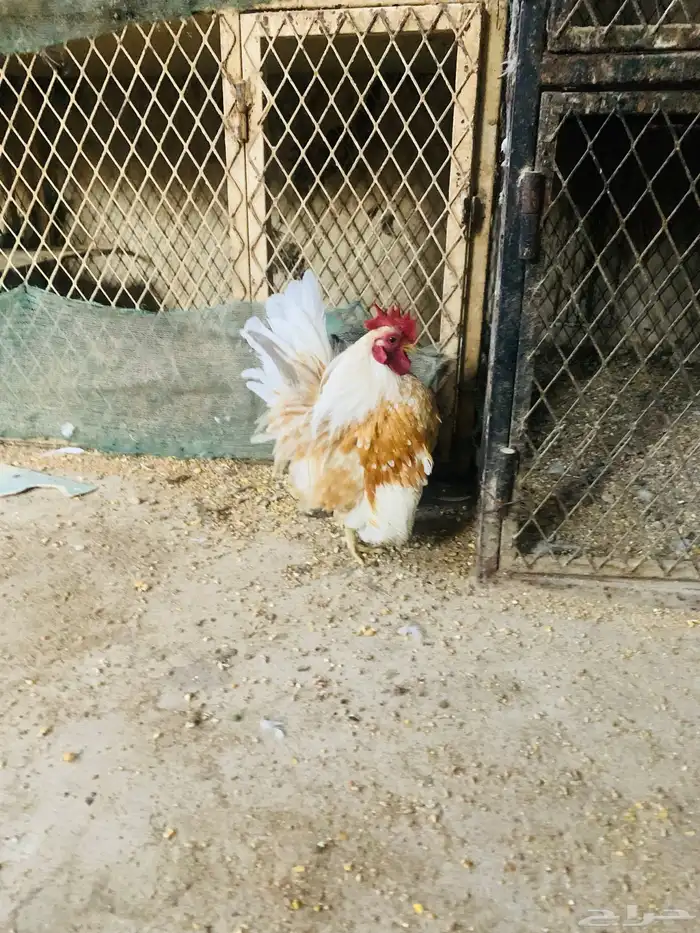 زوج سيراما مستوا طيب 4