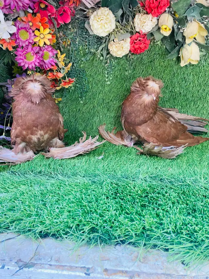للبيع طبه بخاره احمر 0