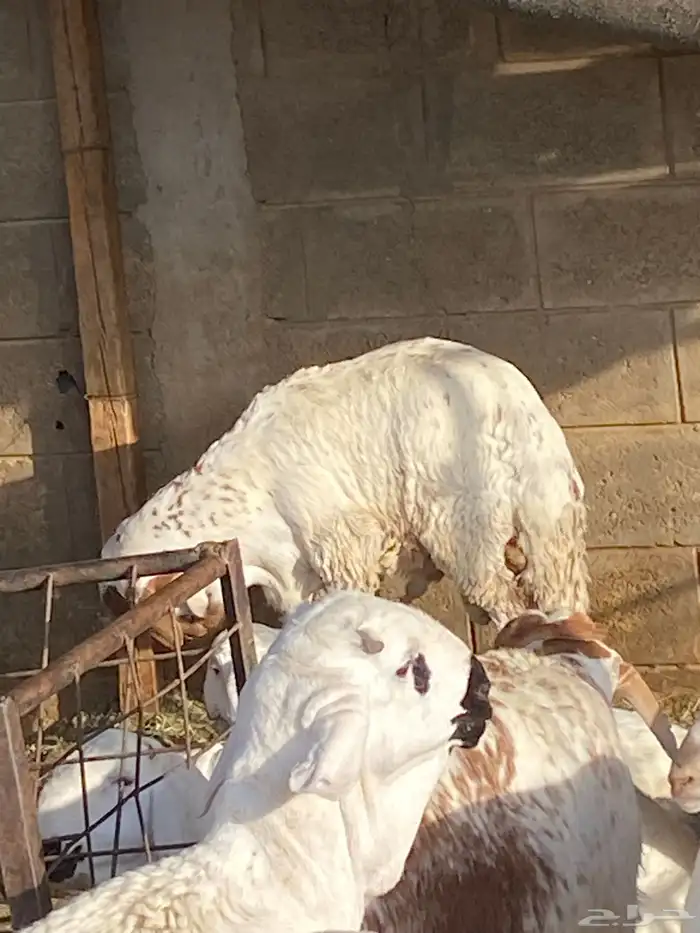 طليان سواكني حمري وبيض ونعيم طيبات 5