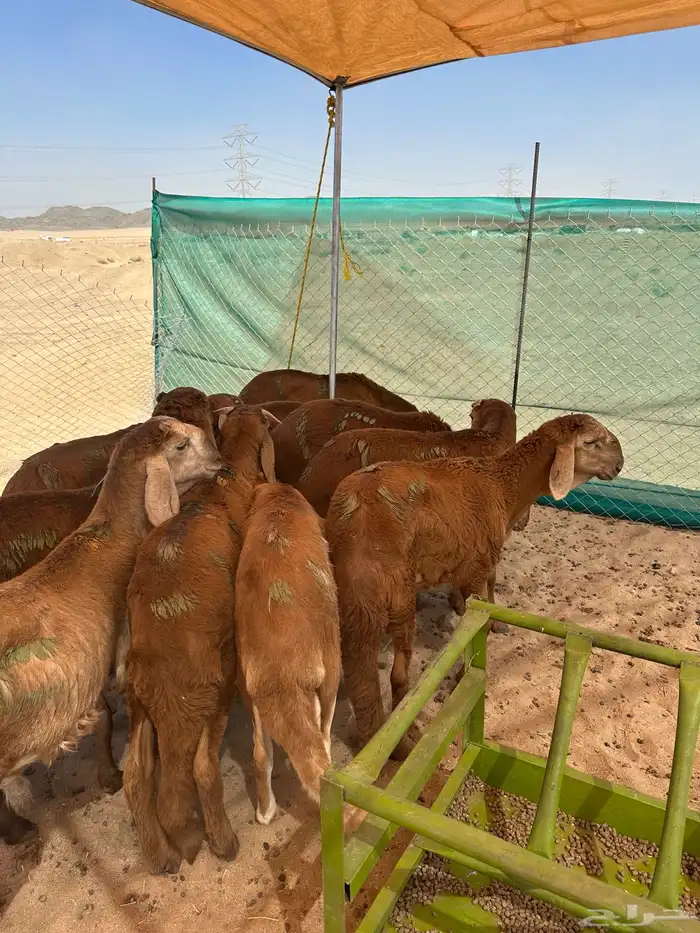 ذبائح بريه طيبه 5