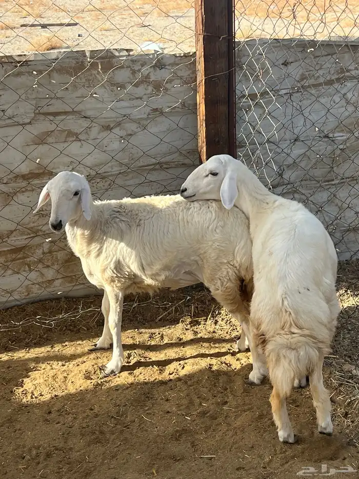 رخال حريات( تم البيع ) 0