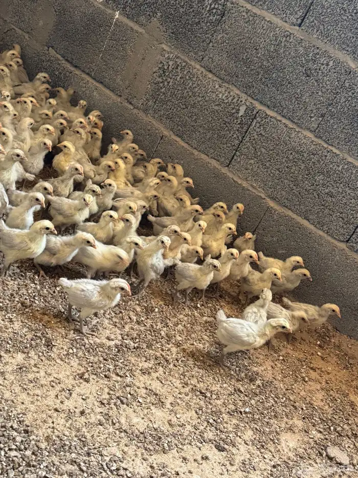 صوص المنيوم صافي 1