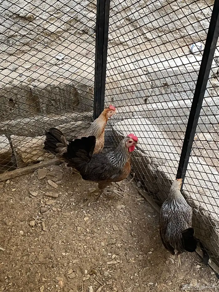 دجاج عربي شوكي اصيل 2