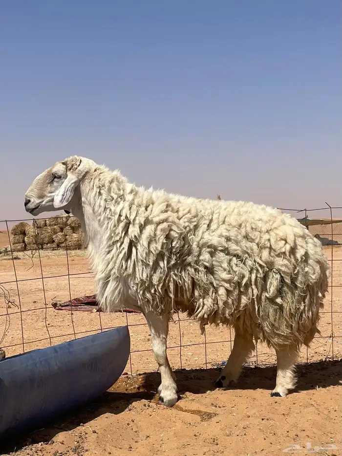للبيع فحل مهجن بين حري ونعيمي 2