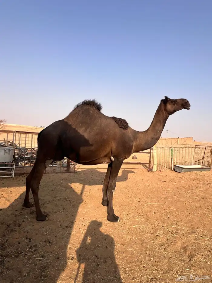 ضروبه مجهم 0