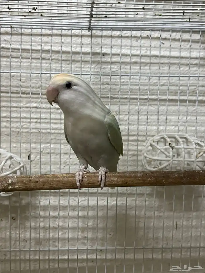 روز 1