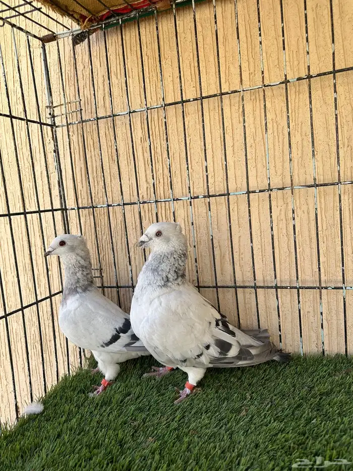 حمام زاجل ايس جوز منتج ماشاءالله. للبيع 2