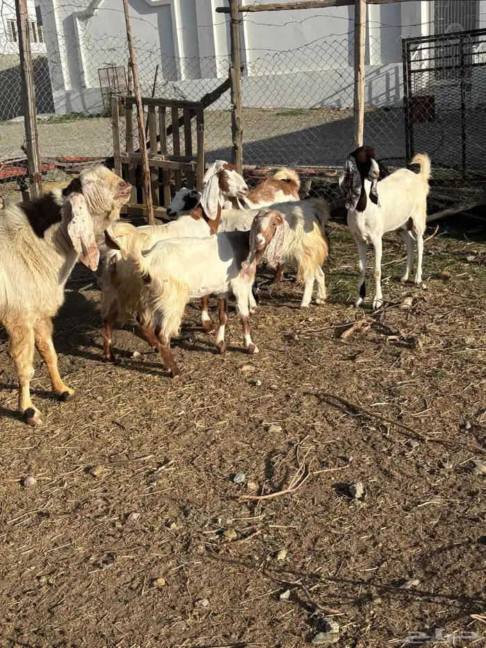 معزا صنف مع الفحل 11