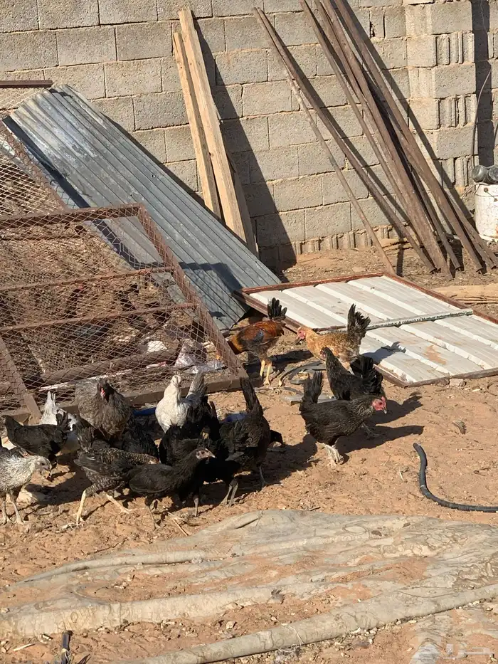 دجاج هجين تركي 4