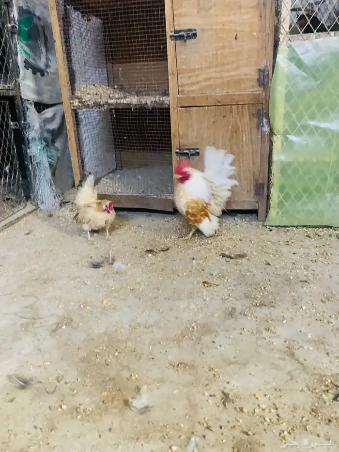 زوج سيراما مستوا طيب 5