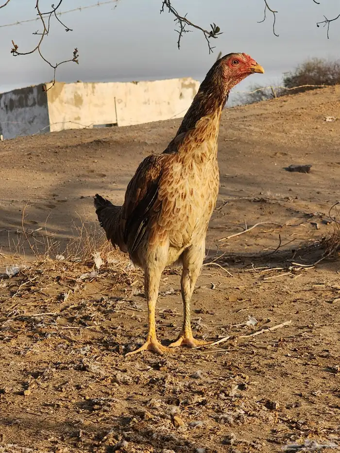 دجاجة باكستانية معها ثلاثة فروخ 0
