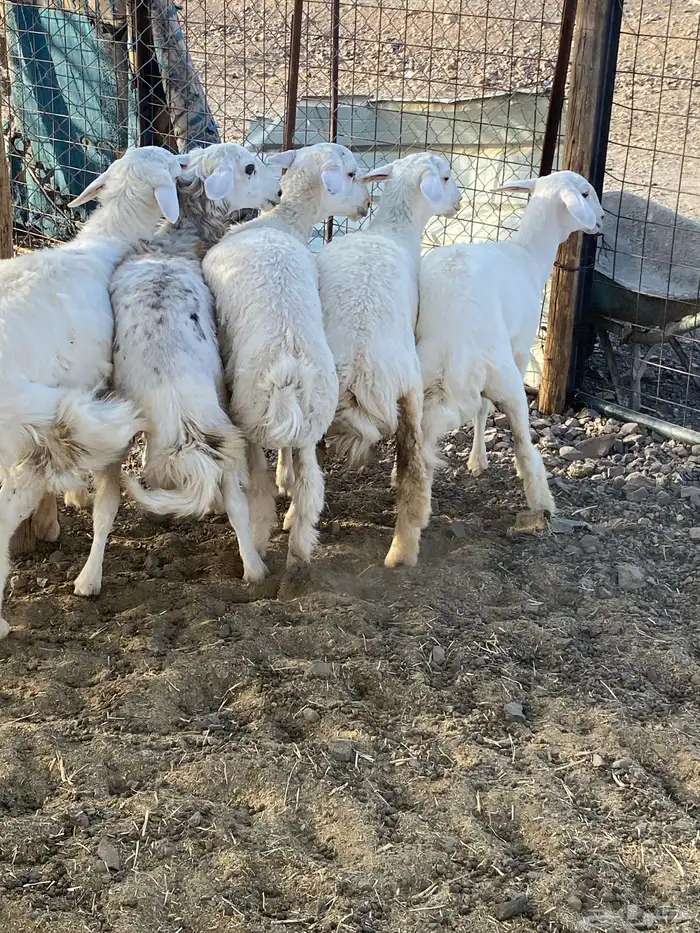 طليان حبص بريه ونظيفه على الشرط 3