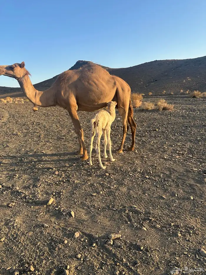 خلفه حمرا ناقه خواره 0