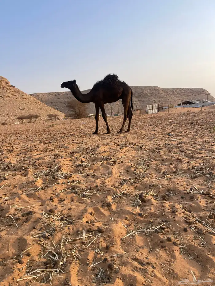 قعود مجهم مفرود يرضع امه 4