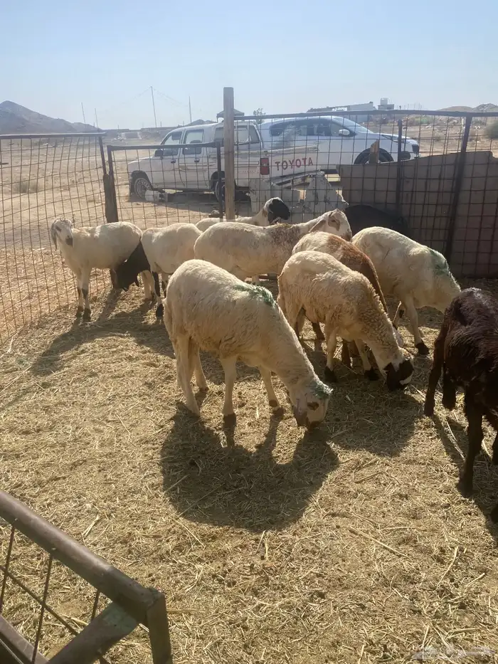 سواكن تربيه.تم البيع 1