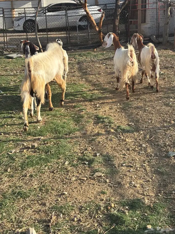 معزا صنف مع الفحل 10