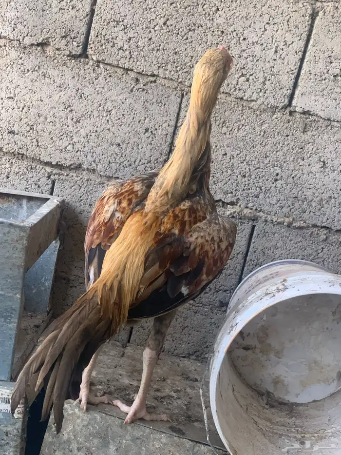 للبيع ديك سندي 1