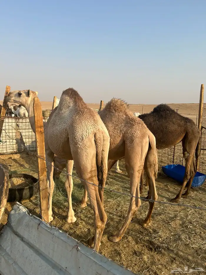 مفاريد للبيع تم البيع تم البيع 1