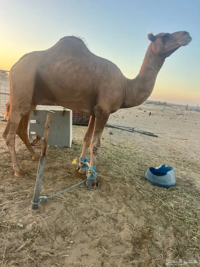 جمل احمر 2