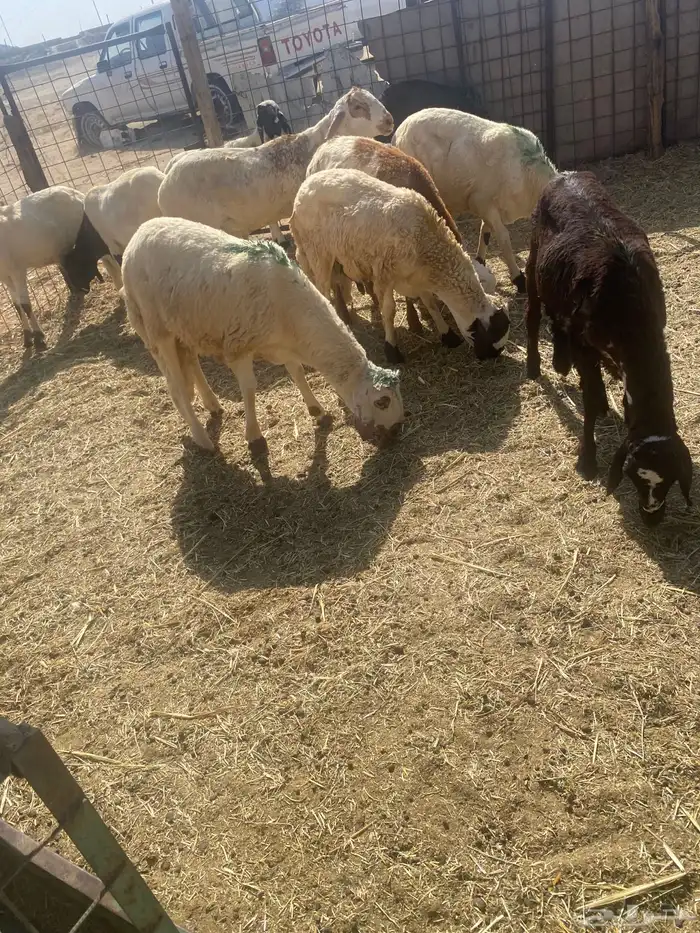 سواكن تربيه.تم البيع 2