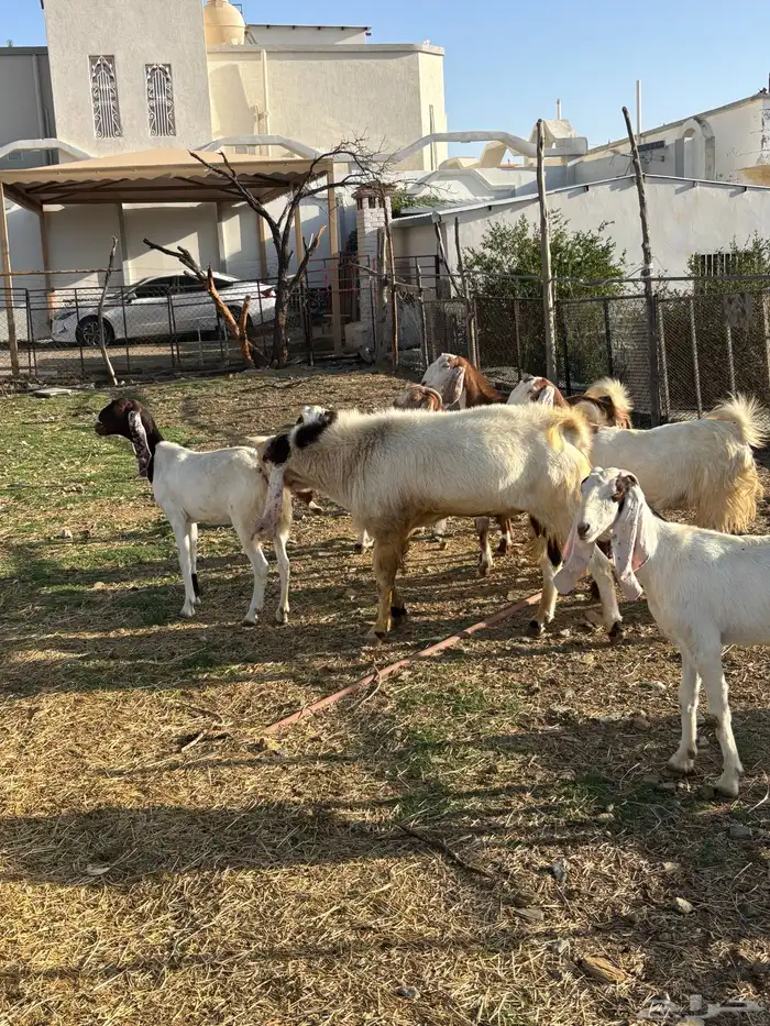 معزا صنف مع الفحل 3