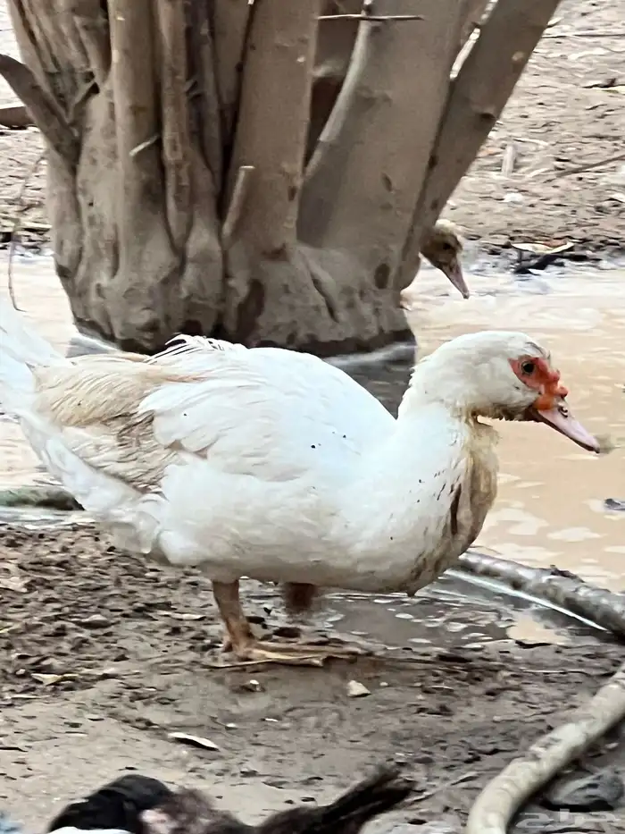 بط مصري للبيع 6