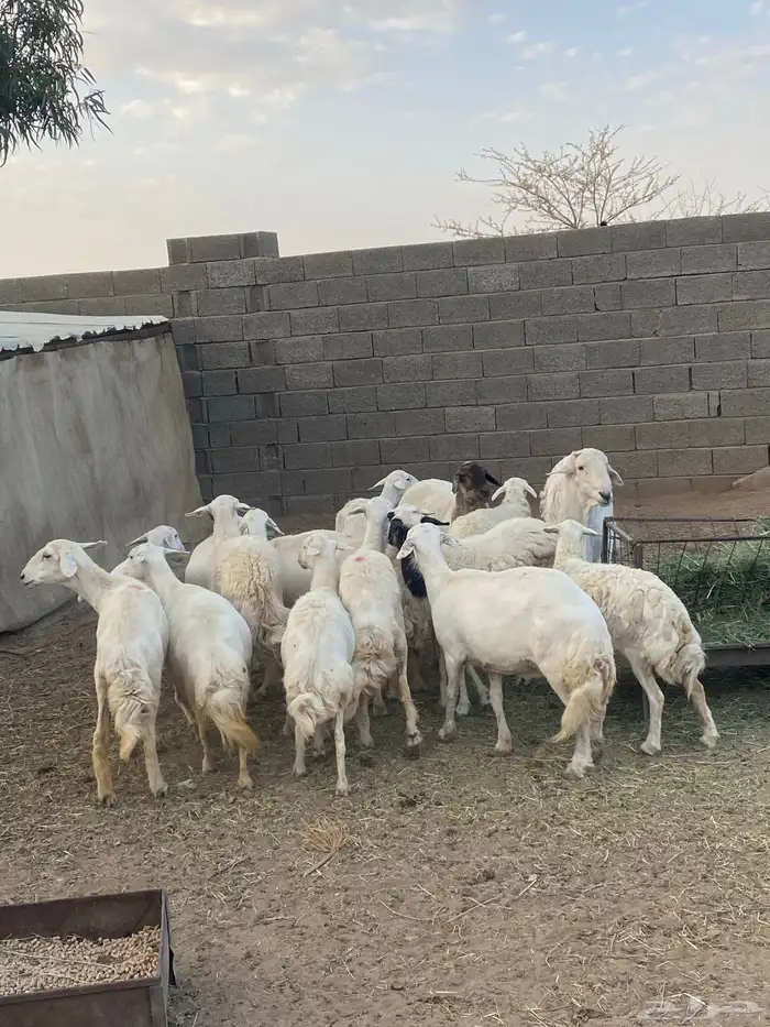 غنم للبيع الموقع طريب 17 ولد وحده والباقي حصيب 0