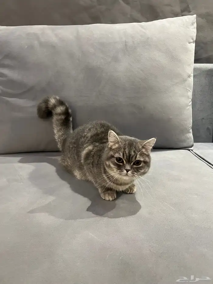 قط سكوتش ستريت 2