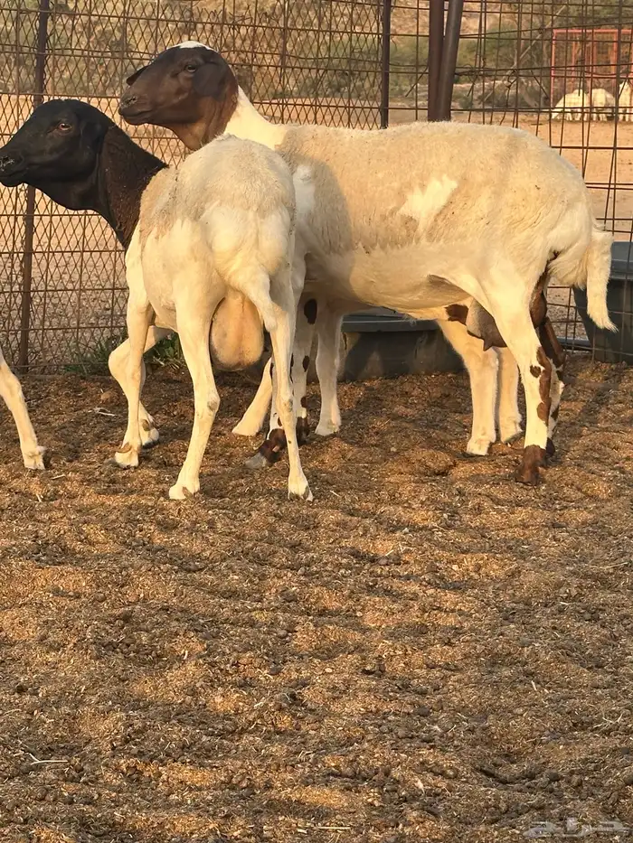 غنم برابر خلفات 3