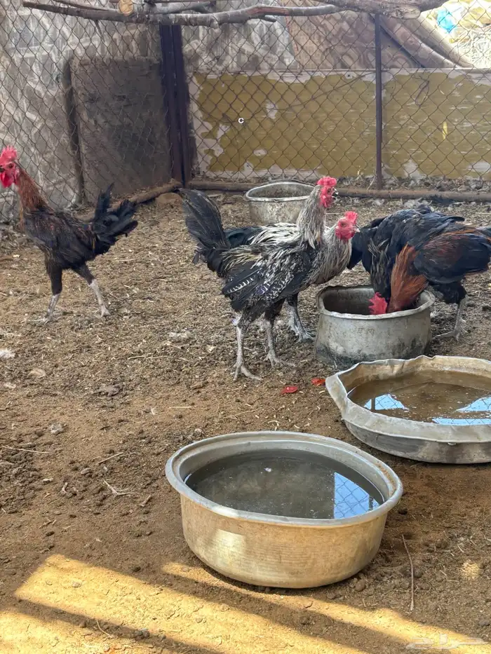 للبيع ديكة 2