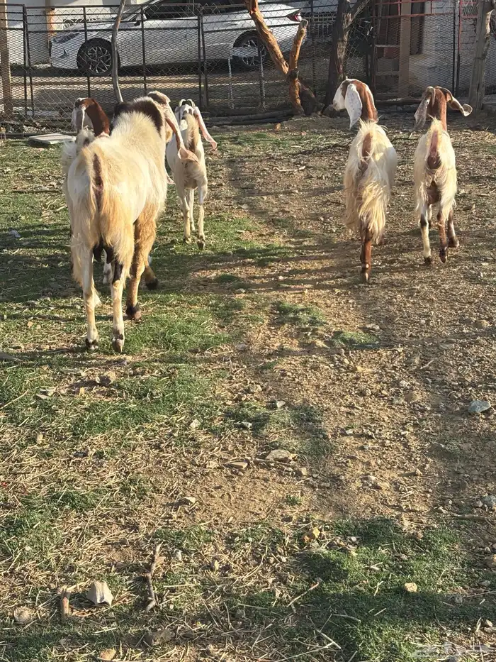 معزا صنف مع الفحل 7