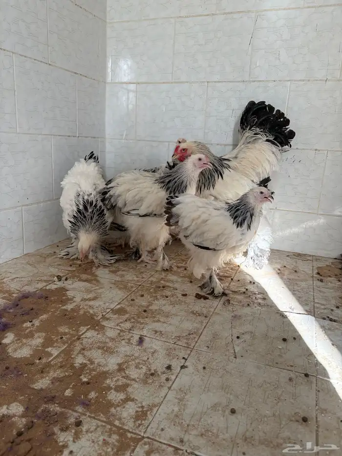 اعرض لكم دجاج براهما 2