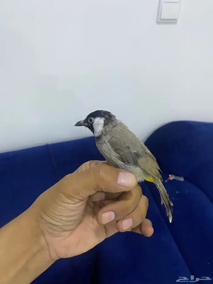 للبيع بلابل بالاحساء 4