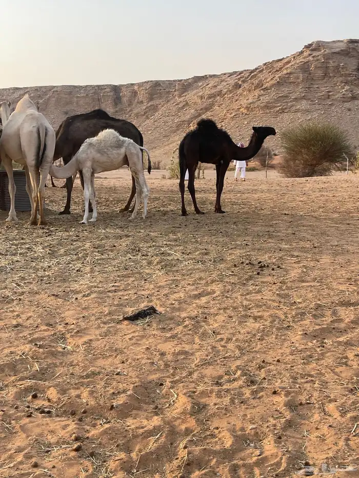 قعود مجهم مفرود يرضع امه 2