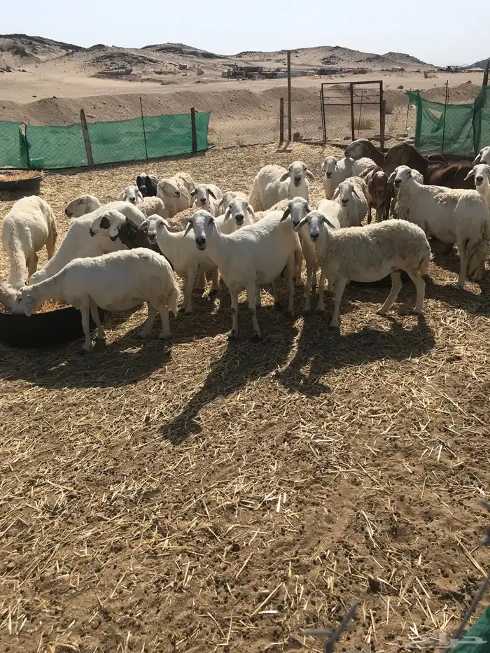 ضان حريه بيع مستعجل 3