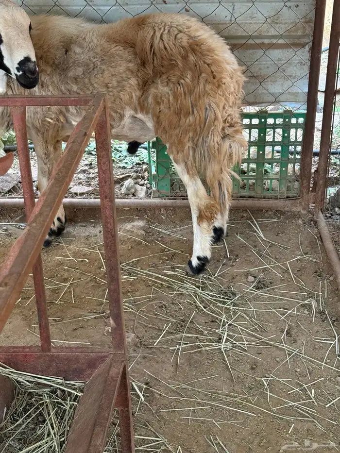 خروف فحل للبيع 2
