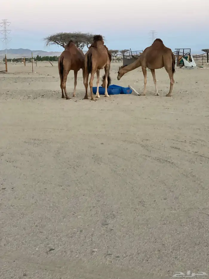 للبيع بكار سواحل 3