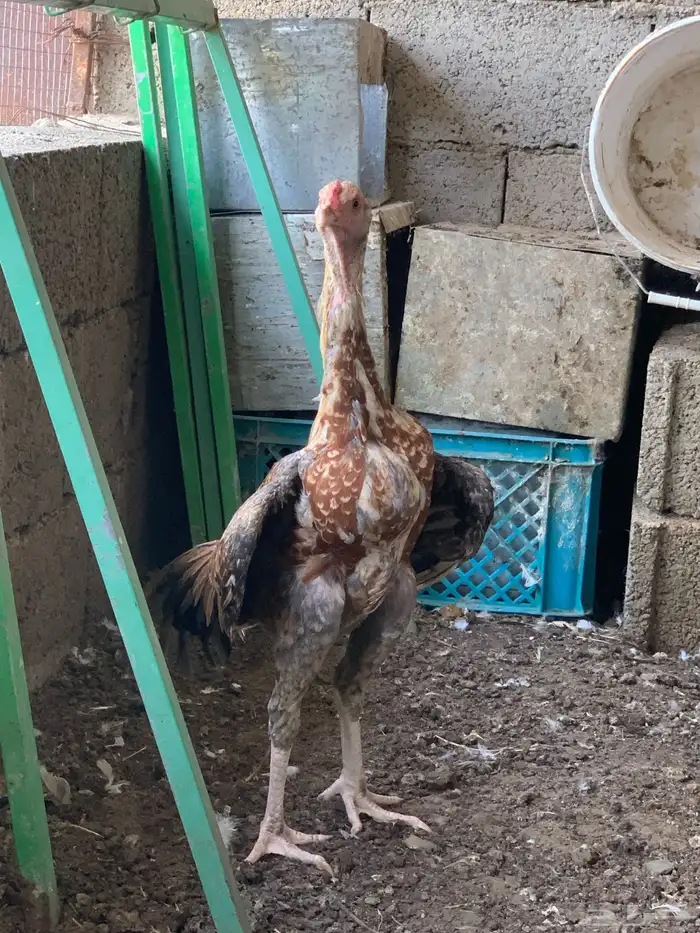 للبيع ديك سندي 17