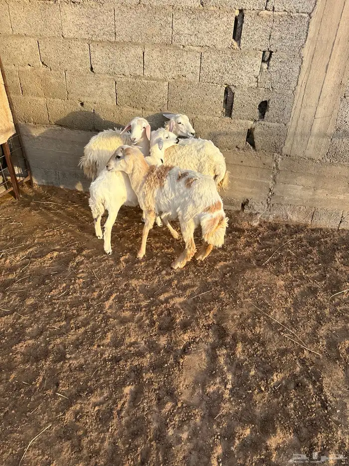 طليان ورخال 6