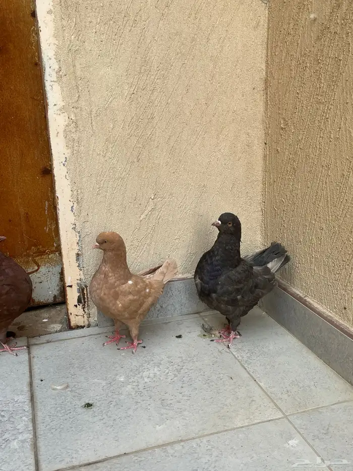 حمام كنق 1