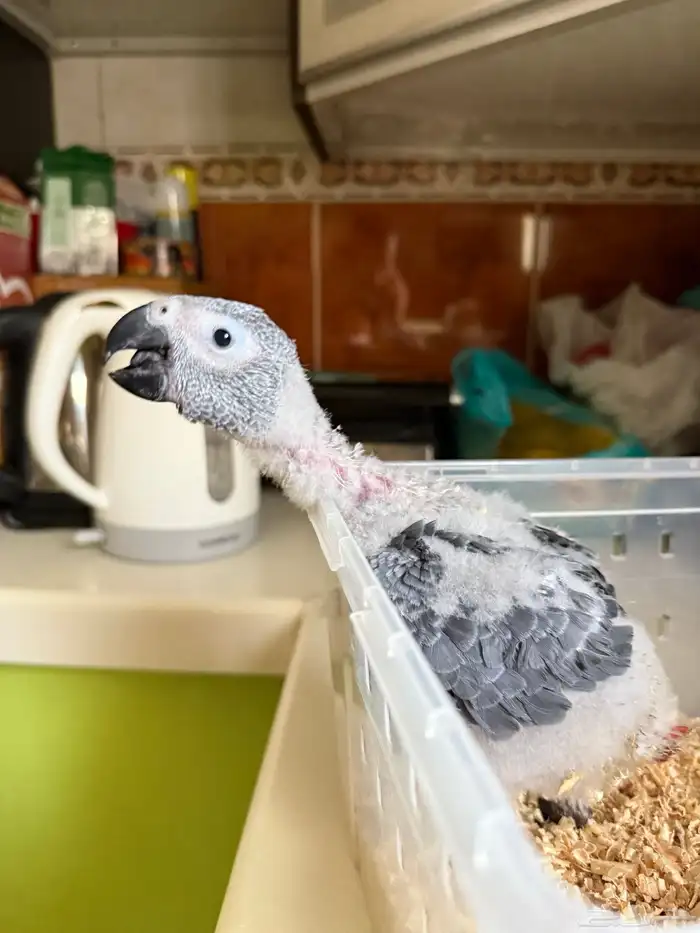 فرخ كاسكو انتاج محلي 0