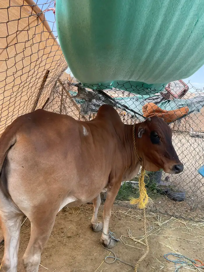 بقره صغيرة سن مقربه مشروطه 2