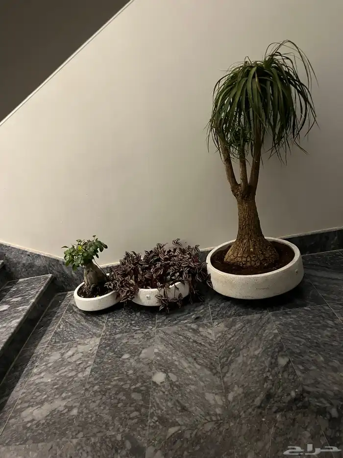 شجر طبيعي 3