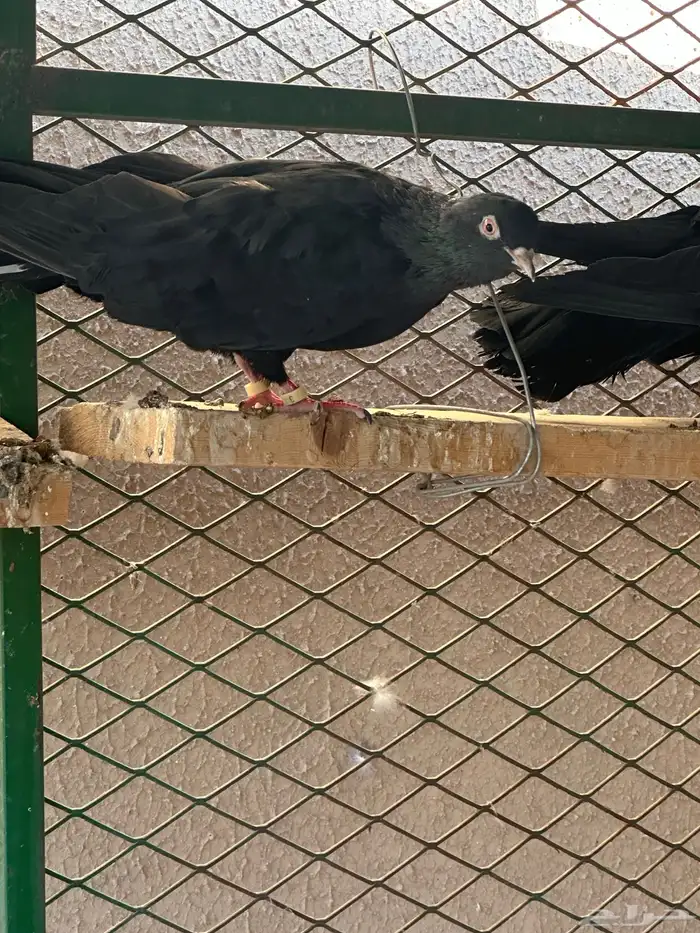 قطايف 9