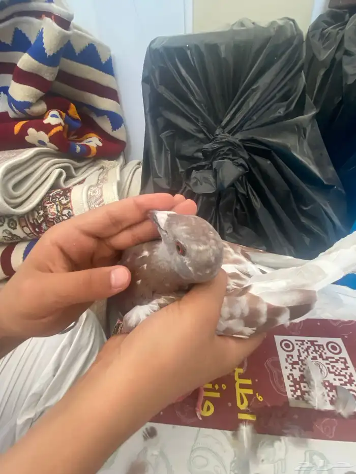 حمام زوجال واحد زوج واحد زاجل أنثى 2