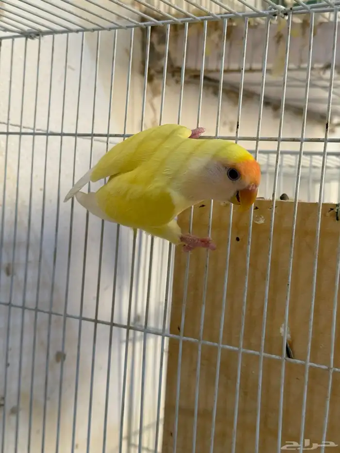 للبيع روز انثى ( منتجه ) 1