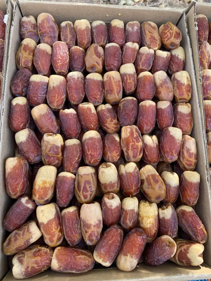 تمر صقعي درجه ثانيه 3