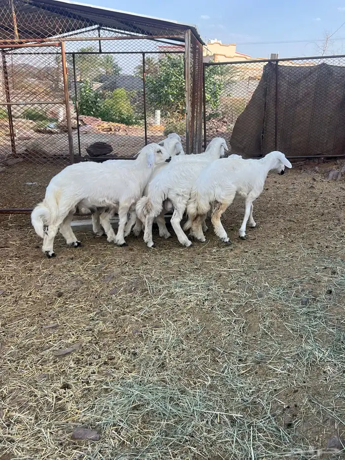 طليان 7